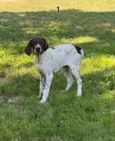 Beth, a female German Shorthaired Pointer for sale in Spring Hope, NC – 3 of 5
