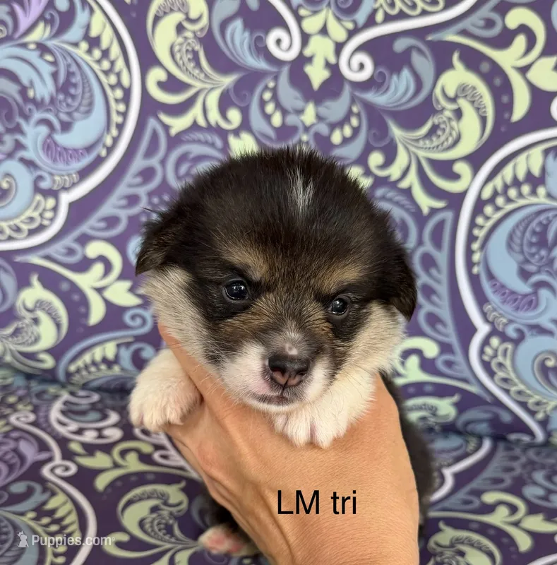 LM tri – Pembroke Welsh Corgi puppy for sale in Spring Hope, NC