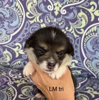 LM tri, a male Pembroke Welsh Corgi for sale in Spring Hope, NC – 3 of 7