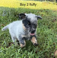 River B2 fluffy, a male Australian Cattle Dog for sale in Spring Hope, NC – 2 of 6