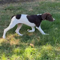 Carol, a female German Shorthaired Pointer for sale in Spring Hope, NC – 1 of 5