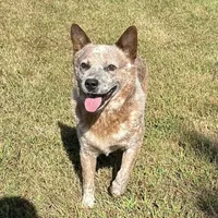 Tito, a male Australian Cattle Dog for sale in Spring Hope, NC – Photo 3 of 4