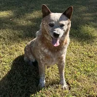 Tito, a male Australian Cattle Dog for sale in Spring Hope, NC – Photo 4 of 4