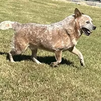 Tito, a male Australian Cattle Dog for sale in Spring Hope, NC – Photo 1 of 4