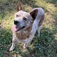 Tito, a male Australian Cattle Dog for sale in Spring Hope, NC – Photo 2 of 4