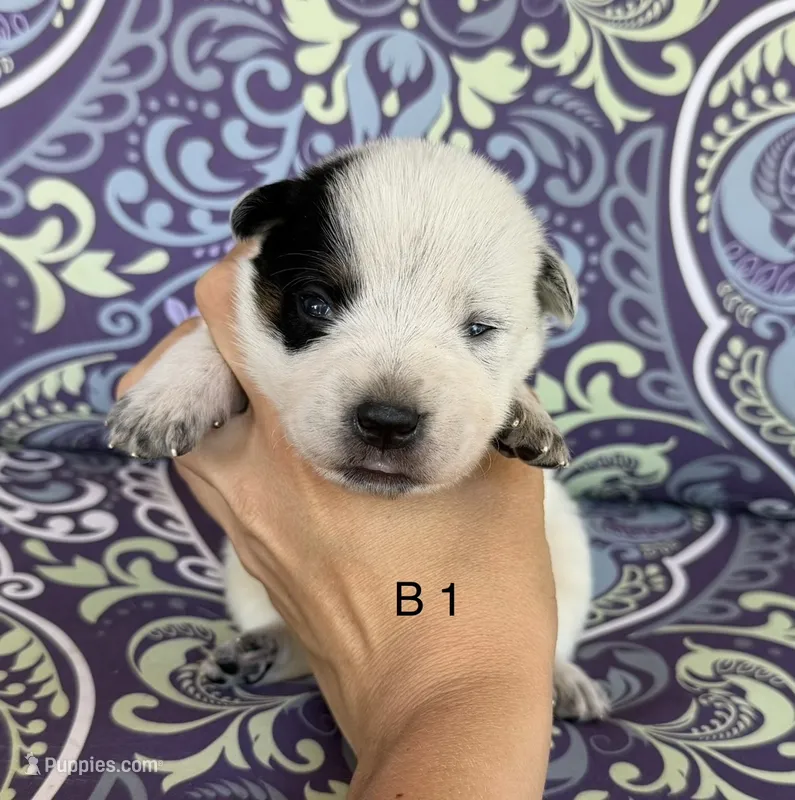 River B1 – Australian Cattle Dog puppy for sale in Spring Hope, NC