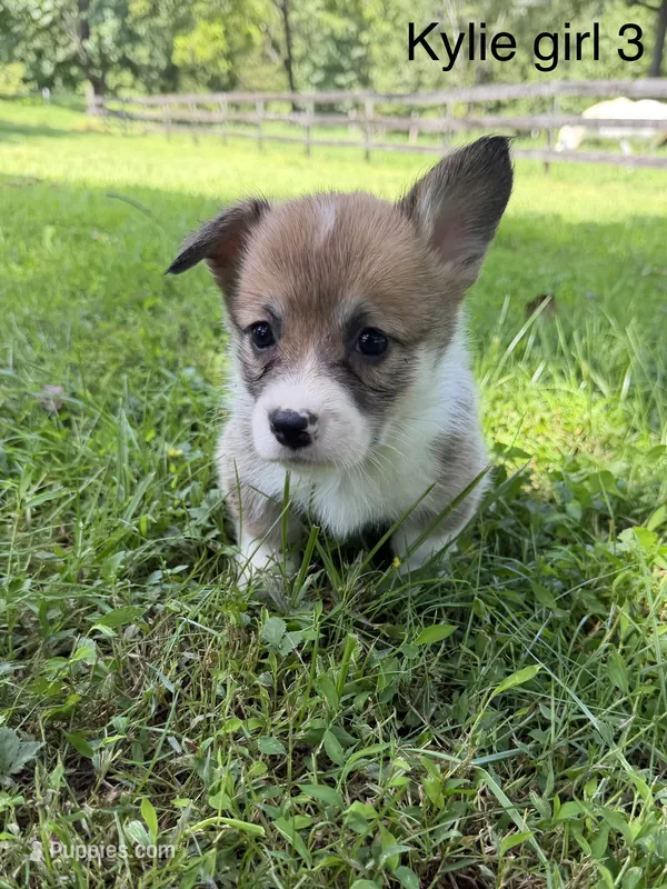 KF3 – Pembroke Welsh Corgi puppy for sale in Spring Hope, NC