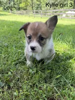 KF3, a female Pembroke Welsh Corgi for sale in Spring Hope, NC – 1 of 7
