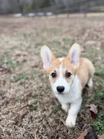LM 1, a male Pembroke Welsh Corgi for sale in Spring Hope, NC – Photo 1 of 8