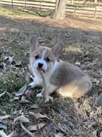 LM 1, a male Pembroke Welsh Corgi for sale in Spring Hope, NC – Photo 5 of 8