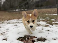 LM 1, a male Pembroke Welsh Corgi for sale in Spring Hope, NC – Photo 2 of 8