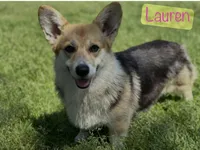 LM 1, a male Pembroke Welsh Corgi for sale in Spring Hope, NC – Photo 7 of 8