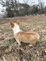 LM 1, a male Pembroke Welsh Corgi for sale in Spring Hope, NC – Photo 3 of 8
