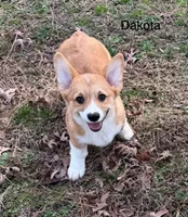 D 4, a male Pembroke Welsh Corgi for sale in Spring Hope, NC – Photo 2 of 7