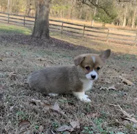 D 4, a male Pembroke Welsh Corgi for sale in Spring Hope, NC – Photo 5 of 7
