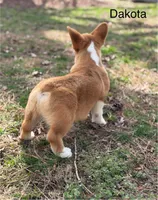 D 4, a male Pembroke Welsh Corgi for sale in Spring Hope, NC – Photo 3 of 7