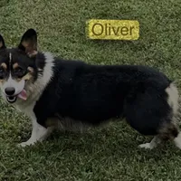 D 4, a male Pembroke Welsh Corgi for sale in Spring Hope, NC – Photo 6 of 7