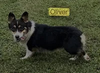 D 4, a male Pembroke Welsh Corgi for sale in Spring Hope, NC – Photo 7 of 7