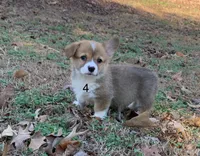 D 4, a male Pembroke Welsh Corgi for sale in Spring Hope, NC – Photo 4 of 7