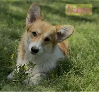 D 4, a male Pembroke Welsh Corgi for sale in Spring Hope, NC – Photo 6 of 7