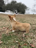 D 4, a male Pembroke Welsh Corgi for sale in Spring Hope, NC – Photo 3 of 7