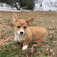 D 4, a male Pembroke Welsh Corgi for sale in Spring Hope, NC – Photo 4 of 7