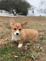 D 4, a male Pembroke Welsh Corgi for sale in Spring Hope, NC – Photo 1 of 7