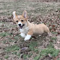 D 4, a male Pembroke Welsh Corgi for sale in Spring Hope, NC – Photo 5 of 7