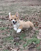 D 4, a male Pembroke Welsh Corgi for sale in Spring Hope, NC – Photo 2 of 7