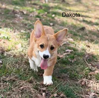 D 4, a male Pembroke Welsh Corgi for sale in Spring Hope, NC – Photo 1 of 7