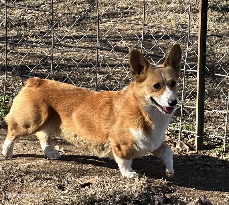 Hopper – Pembroke Welsh Corgi puppy for sale in Spring Hope, NC
