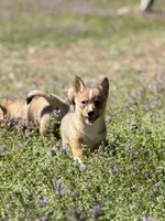 Padme M1, a male Swedish Vallhund for sale in Spring Hope, NC – Photo 3 of 6