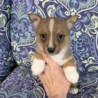 Padme M1, a male Swedish Vallhund for sale in Spring Hope, NC – Photo 4 of 6