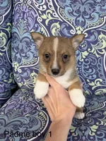 Padme M1, a male Swedish Vallhund for sale in Spring Hope, NC – Photo 1 of 4