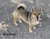 Padme M1, a male Swedish Vallhund for sale in Spring Hope, NC – Photo 3 of 4