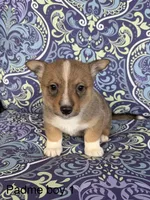 Padme M1, a male Swedish Vallhund for sale in Spring Hope, NC – Photo 2 of 4