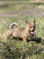 Padme M1, a male Swedish Vallhund for sale in Spring Hope, NC – Photo 2 of 6
