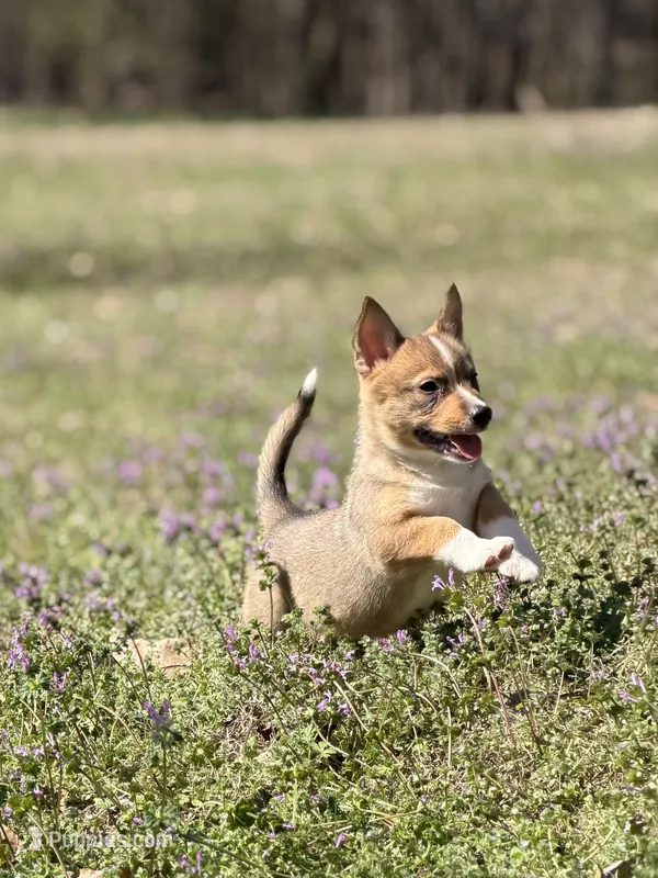 Padme M1 – Swedish Vallhund puppy for sale in Spring Hope, NC