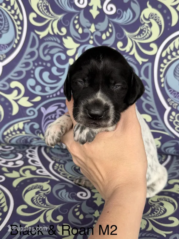 Black roan M2, a male German Shorthaired Pointer for sale in Spring Hope, NC – Photo 1 of 4