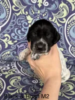 Black roan M2, a male German Shorthaired Pointer for sale in Spring Hope, NC – Photo 1 of 4