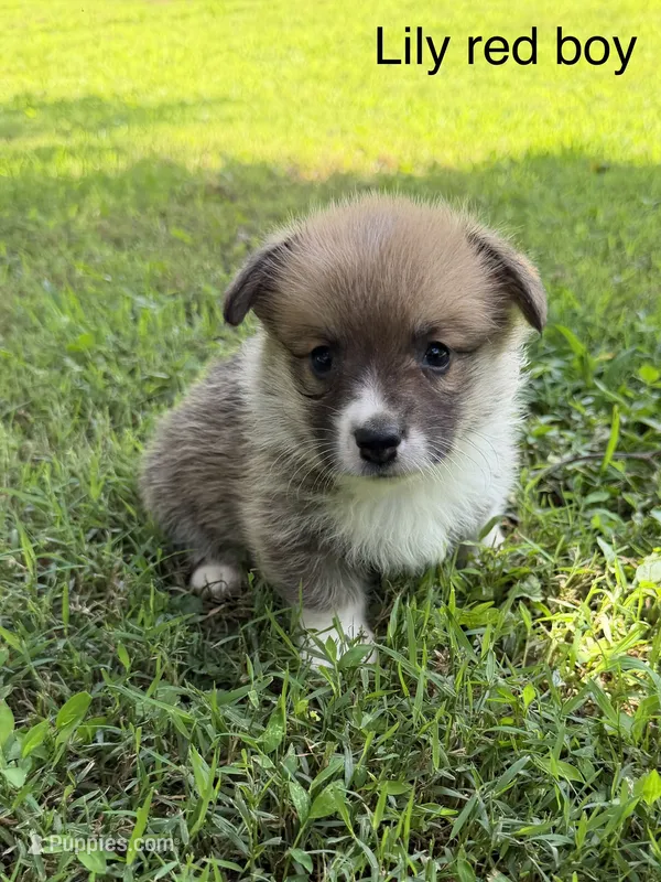 LM red – Pembroke Welsh Corgi puppy for sale in Spring Hope, NC