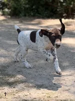 Patched ticked F1, a female German Shorthaired Pointer for sale in Spring Hope, NC – 1 of 8