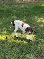Beth, a female German Shorthaired Pointer for sale in Spring Hope, NC – 2 of 5
