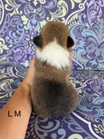 LM red, a male Pembroke Welsh Corgi for sale in Spring Hope, NC – 2 of 5