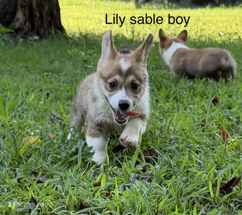 LMS – Pembroke Welsh Corgi puppy for sale in Spring Hope, NC