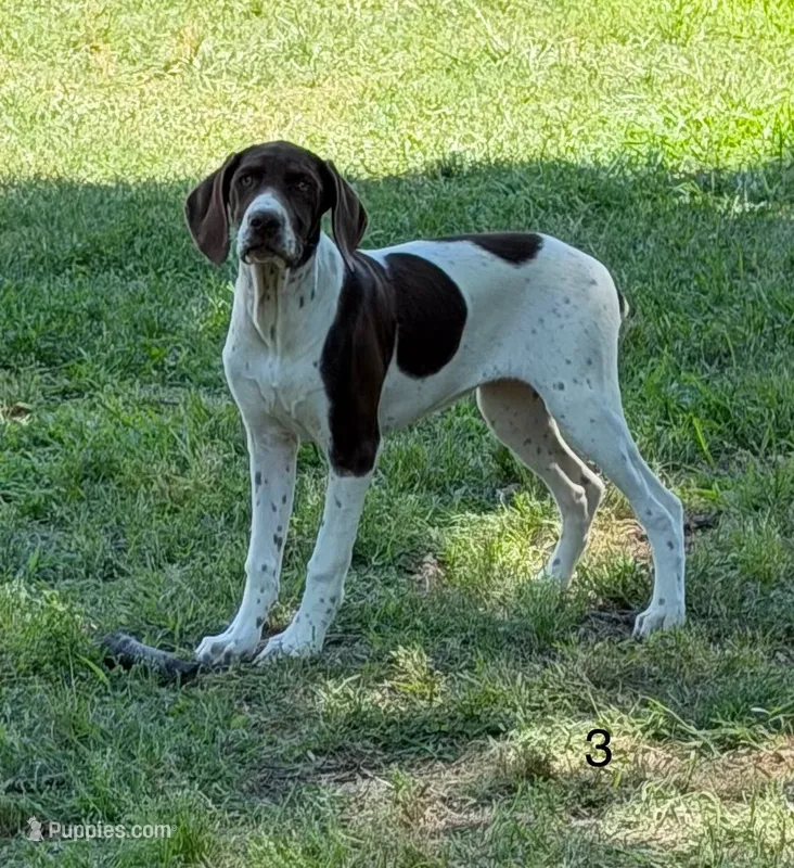 Patched ticked F3 – German Shorthaired Pointer puppy for sale in Spring Hope, NC