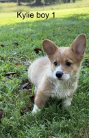 KM, a male Pembroke Welsh Corgi for sale in Spring Hope, NC – 1 of 3