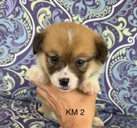 KM2, a male Pembroke Welsh Corgi for sale in Spring Hope, NC – 3 of 7