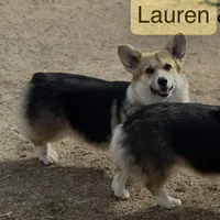 LM 2, a male Pembroke Welsh Corgi for sale in Spring Hope, NC – Photo 5 of 6