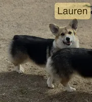 LM 2, a male Pembroke Welsh Corgi for sale in Spring Hope, NC – Photo 8 of 8